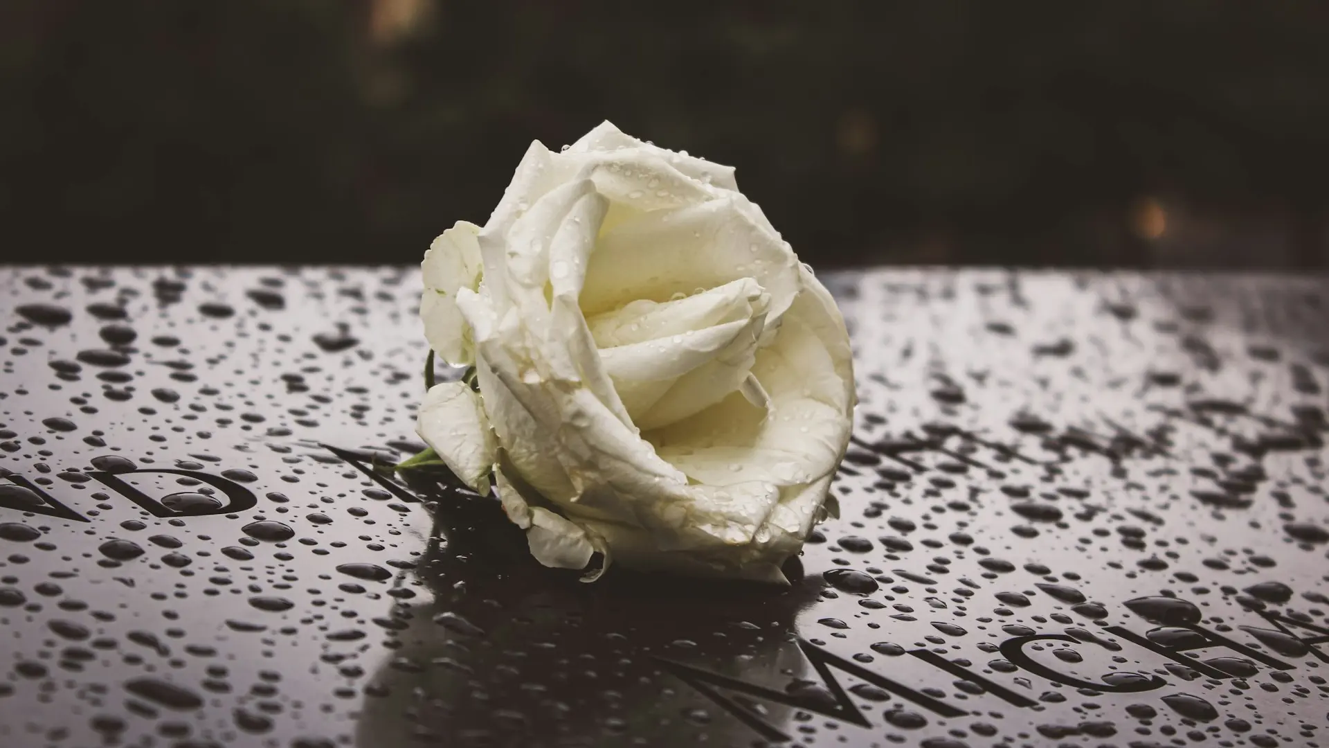 a white rose sitting on top of a wet table